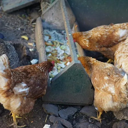 Quinta Da Saraiva Feriegård