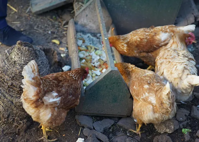 Quinta Da Saraiva בית חווה